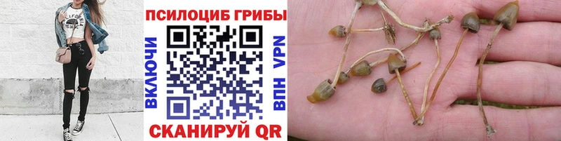 Галлюциногенные грибы Psilocybe Кыштым